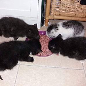 Pinki, Minki, Blacky und Simba – pinki-minki-blacky-simba.jpg