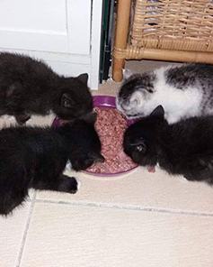 Pinki, Minki, Blacky und Simba
