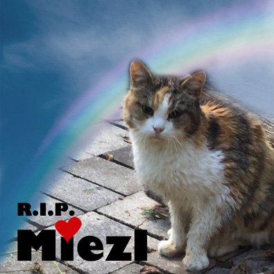 Bingu & Miezl (Titelbild)