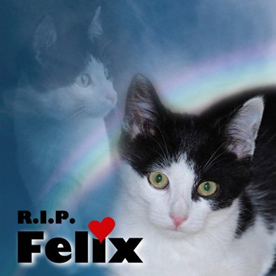 Felix (Titelbild)