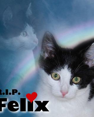 Felix