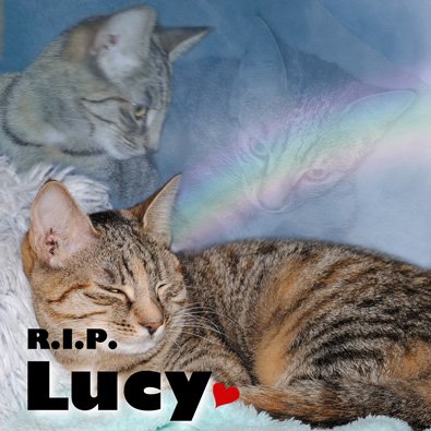 Lucy (Titelbild)