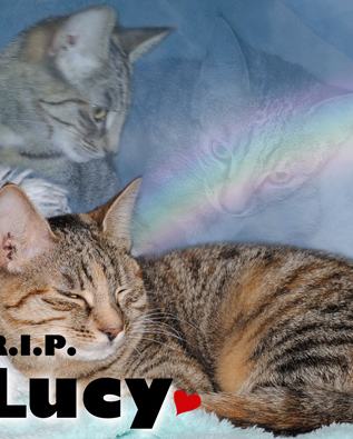 Lucy