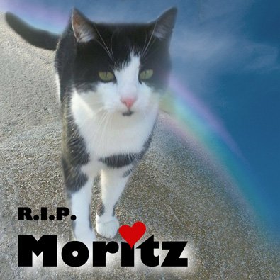 Moritz (Titelbild)