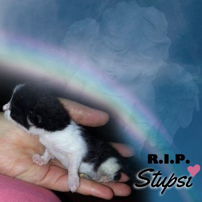 Stupsi – rip-stupsi.jpg