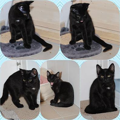 Mara, Mischa, Midnight, Mona-Lisa, Funny und Sammy