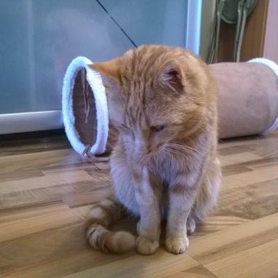 Kater Sammy – sammy5.jpg