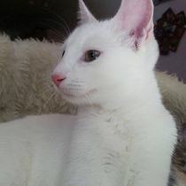 Saphira (jetzt: Sissi)