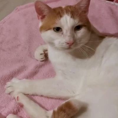 Schmusekater