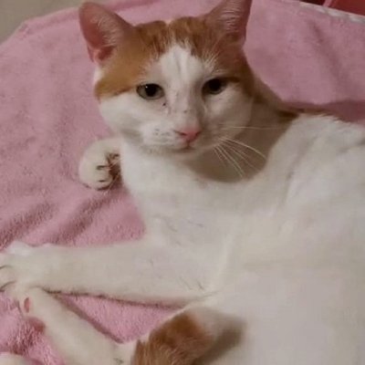 Schmusekater (Titelbild)
