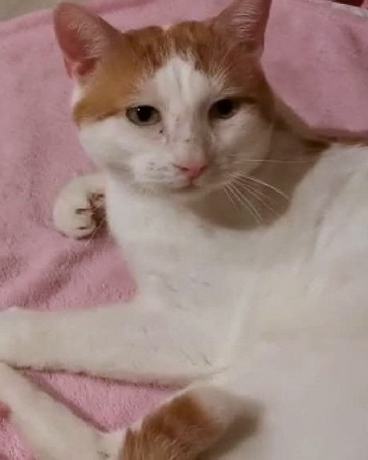 Schmusekater