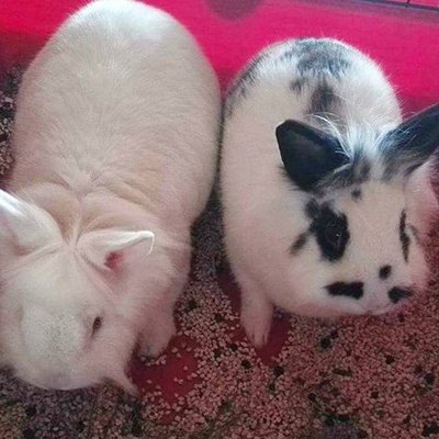 Schneeflocke und Fredie mit ihren Babys Blacky (Lulu), Scheckie (Lina), Angora (Bounty) und Brownie (Jacky) (Titelbild)