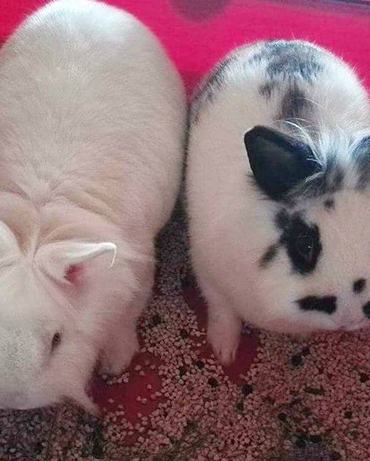 Schneeflocke und Fredie mit ihren Babys Blacky (Lulu), Scheckie (Lina), Angora (Bounty) und Brownie (Jacky)
