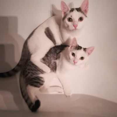 Skyli und Dustin, Aslan und Duman – skyli-dustin-aslan-duman1.png