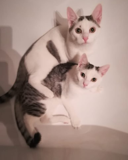 Skyli und Dustin, Aslan und Duman