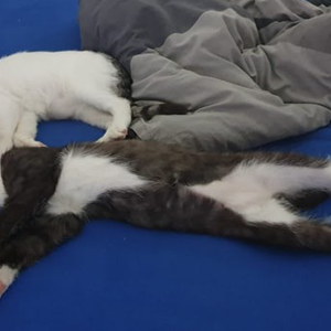 Skyli und Dustin, Aslan und Duman