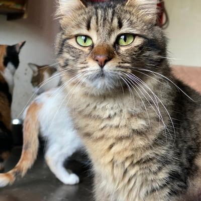 Soraya