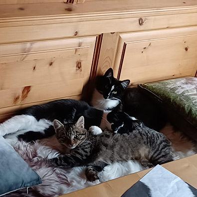 Streunermama mit 4 Babys – streuner1.jpg