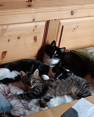 Streunermama mit 4 Babys