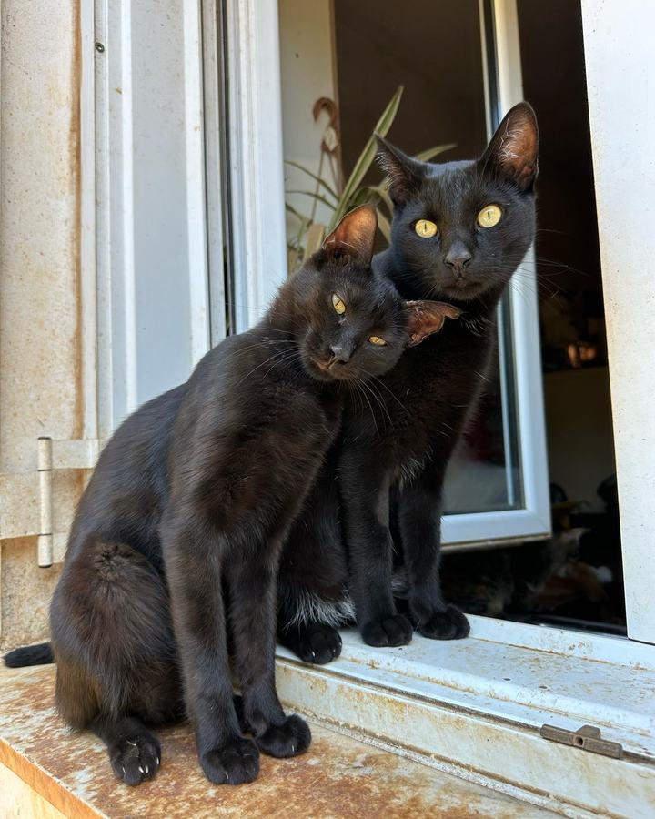 Tim & Totorro