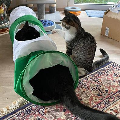 4 Wildfänge
