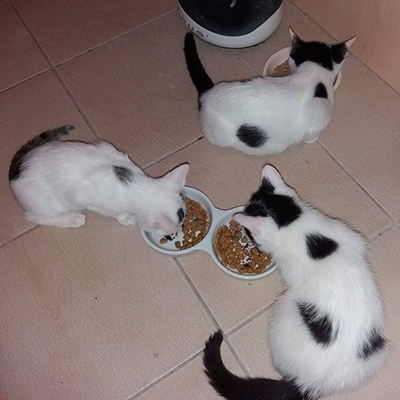 Zaphira, Nala & Binsel – zaphira-nala-binsel.png