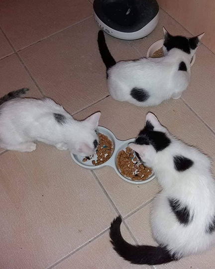 Zaphira, Nala & Binsel