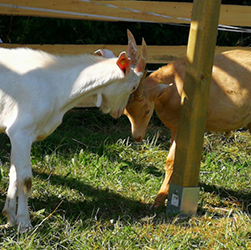 Ziegenbock Lenny und seine Geschwister