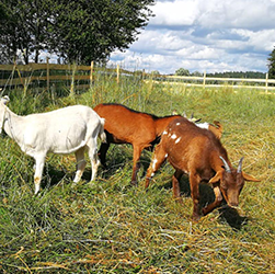 Ziegenbock Lenny und seine Geschwister