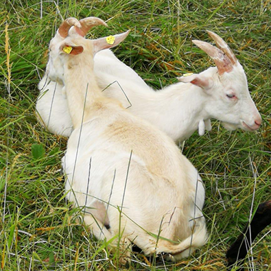 Ziegenbock Lenny und seine Geschwister – ziegen15.png