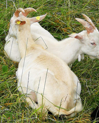 Ziegenbock Lenny und seine Geschwister