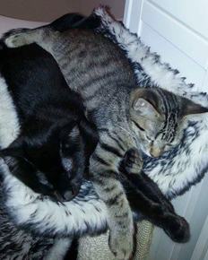 Zizah & Yoshi