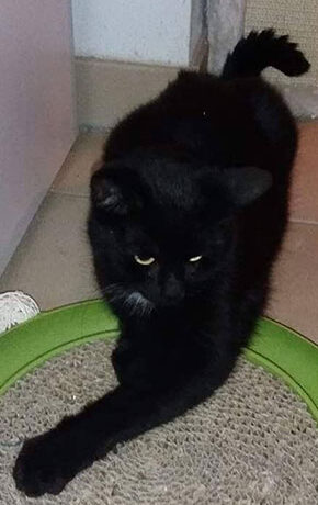 Missy, die bildhübsche Ex-Streunerkatze