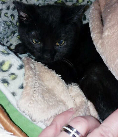 Romeo