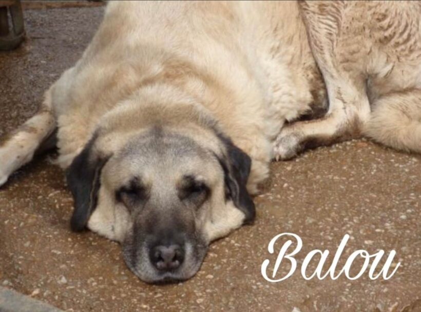 Balou