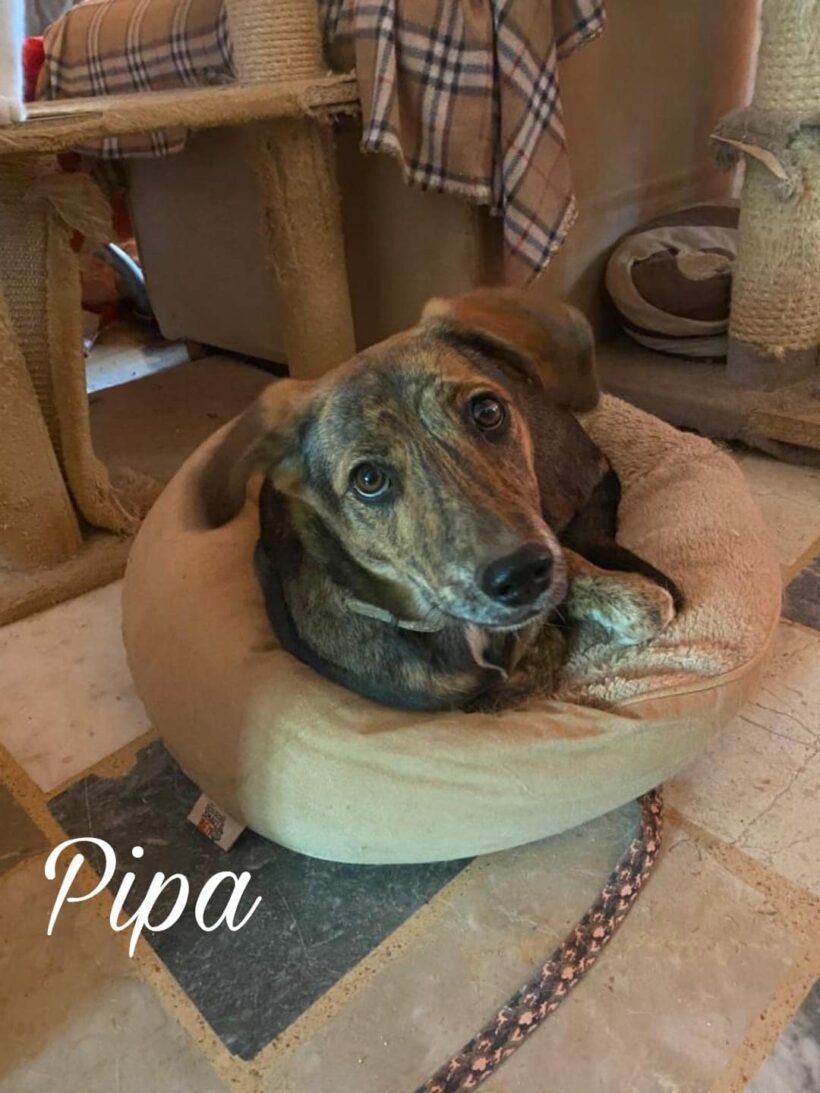 Pipa