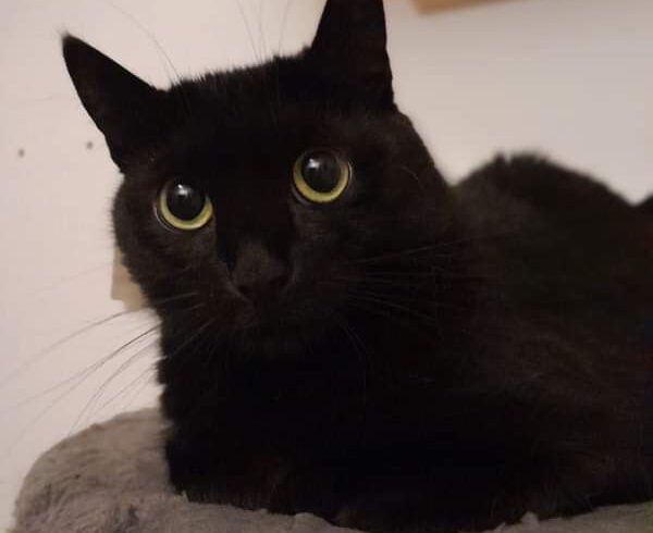 ❗️zuhause gesucht ❗️ 🐾LUCY🐾 ❗️zuhause gesucht ❗️ 🐾LUCY🐾