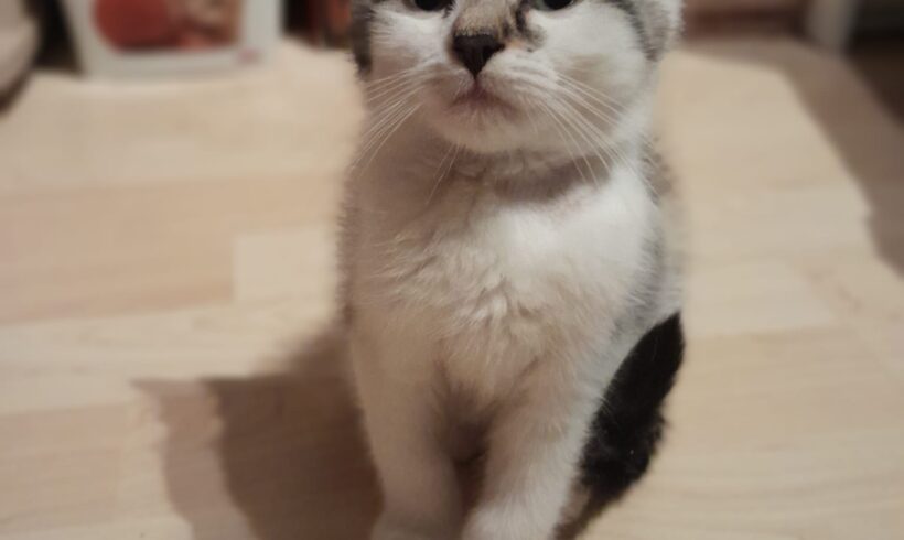 😻 VERMITTELT😻 😻 VERMITTELT😻