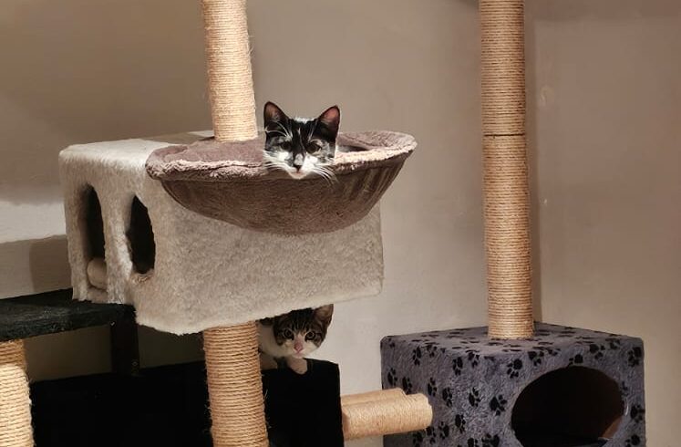❗️zuhause gesucht❗️ 3 noch schüchterne ca ❗️zuhause gesucht❗️ 3 noch schüchterne ca