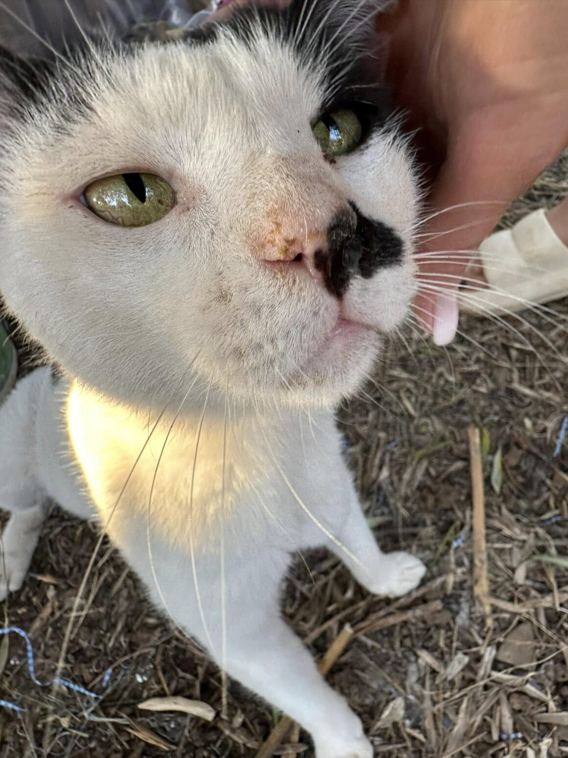 Dölfi ✨