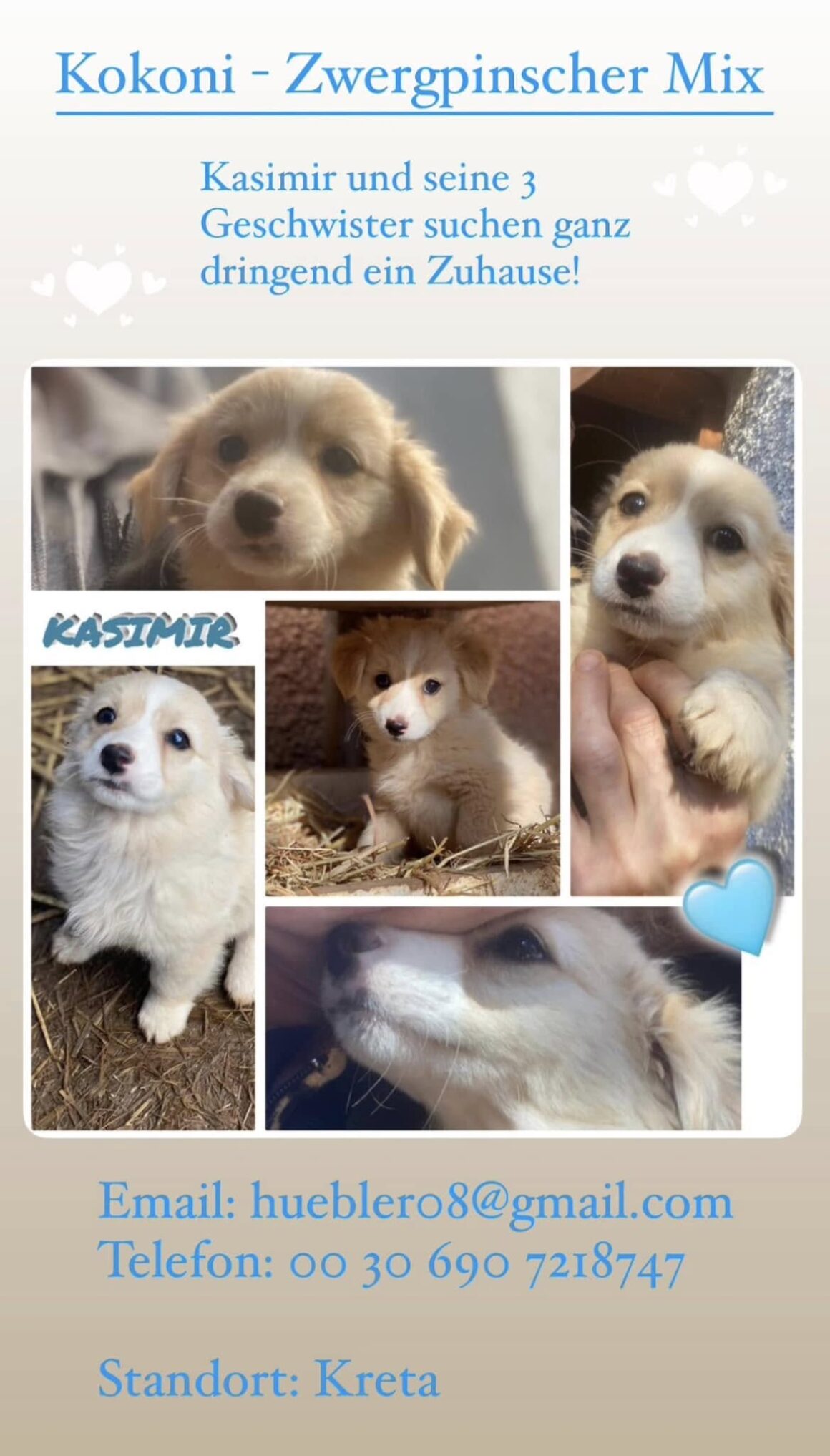 🍀 Zuhause gesucht 🍀