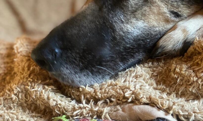 Mogli hat den Ostersonntag regelrecht verschlafen Mogli hat den Ostersonntag regelrecht verschlafen