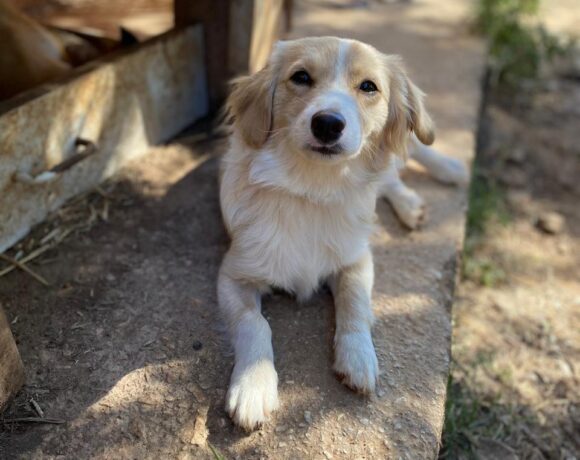 Kasimir