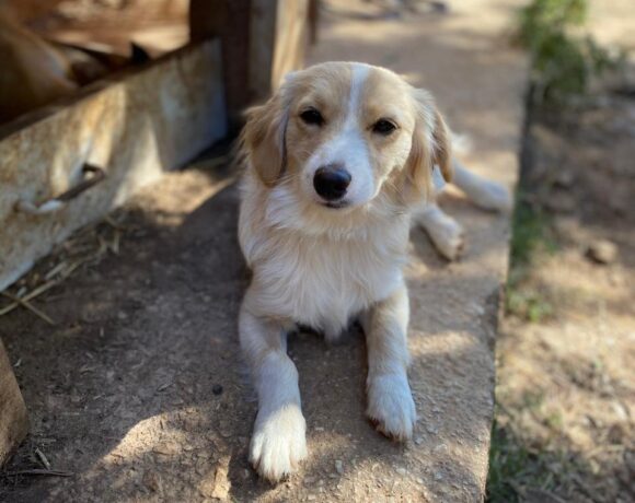 Kasimir