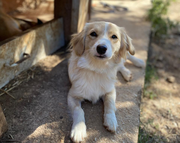Kasimir