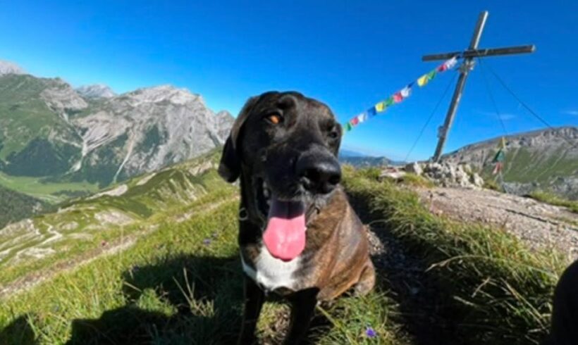 Update: Zuhause gefunden 🙏🏻

🚨DRINGEND🚨 …