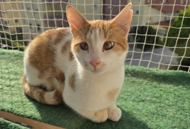 ✨️Vermittelt✨️

🌸 Dreamteam auf vier Pfoten …