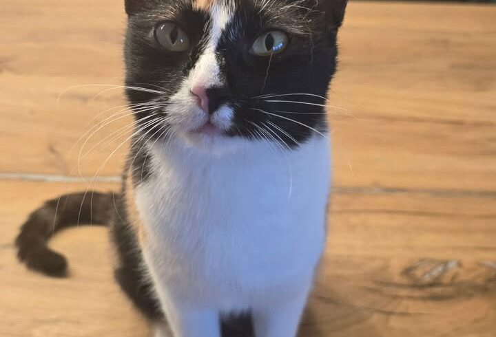 🎀 Louisa sucht ihr Dream-Team! 🐾
Darf ich …
