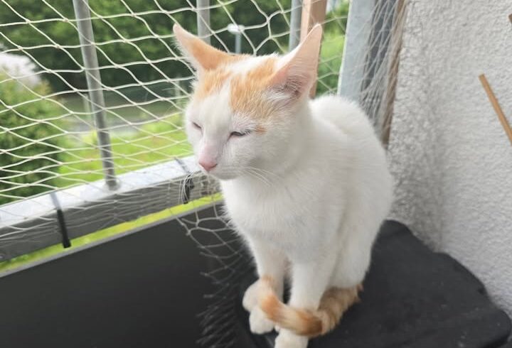 Serapis sucht sein Traumzuhause! 🎉

Hey du! Ja, …