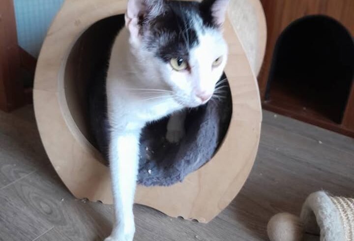 ❗️zuhause gesucht❗️
🐾 Mauro 🐾
Geb. 23.4.2022 … ❗️zuhause gesucht❗️
🐾 Mauro 🐾
Geb. 23.4.2022 …